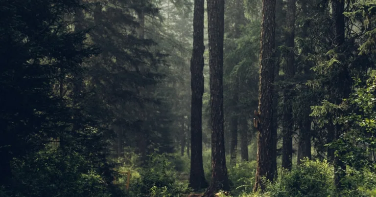 Fine-tuning vs RAG shown as two diverging paths through a forest