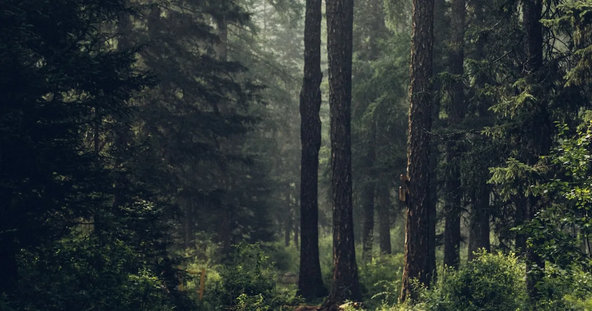 Fine-tuning vs RAG shown as two diverging paths through a forest